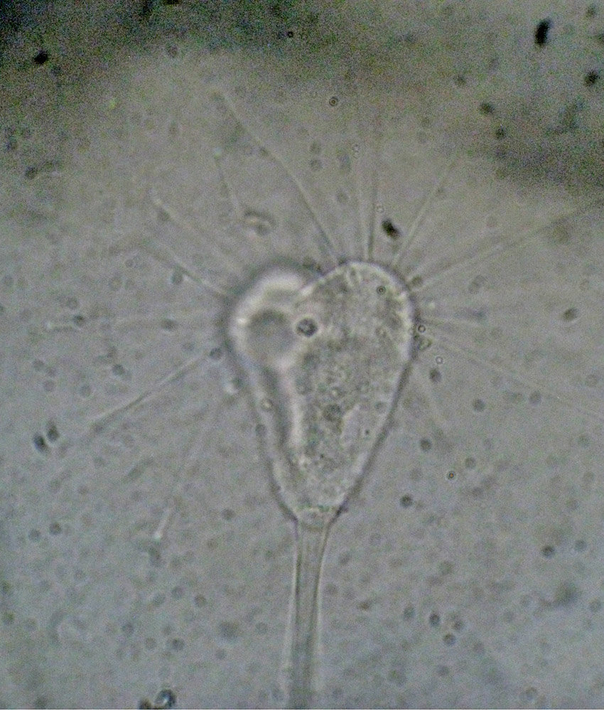Direi Acineta flava